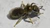 Lasioglossum sp.